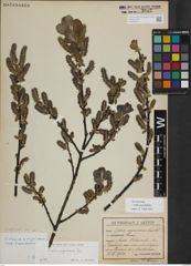 Foto von Salix myrsinifolia Salisb.